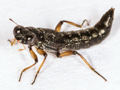 Stenus clavicornis
